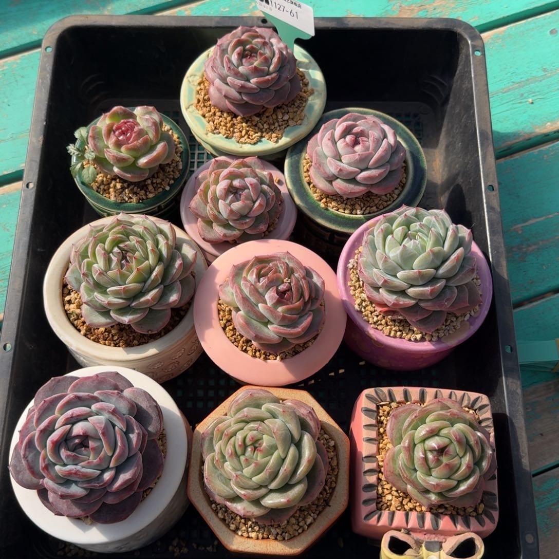 从前慢多肉精选编号1127.61