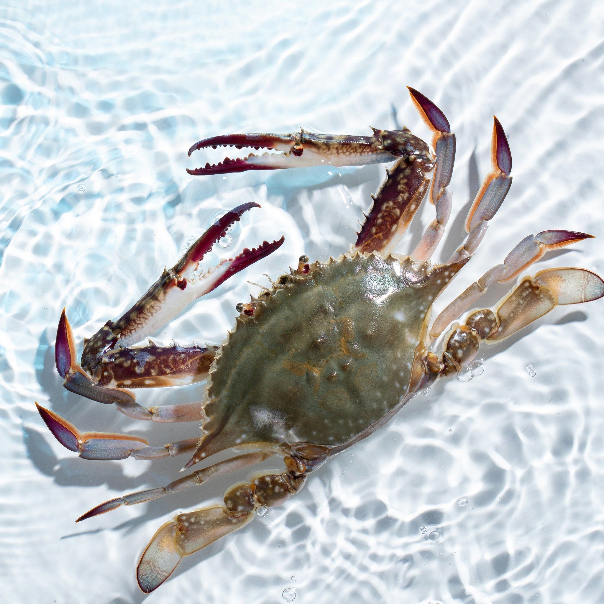 【鲜活】冬季梭子蟹7-8成肥 500g/斤 2-6两规格一斤2-5只【保鲜不保活】