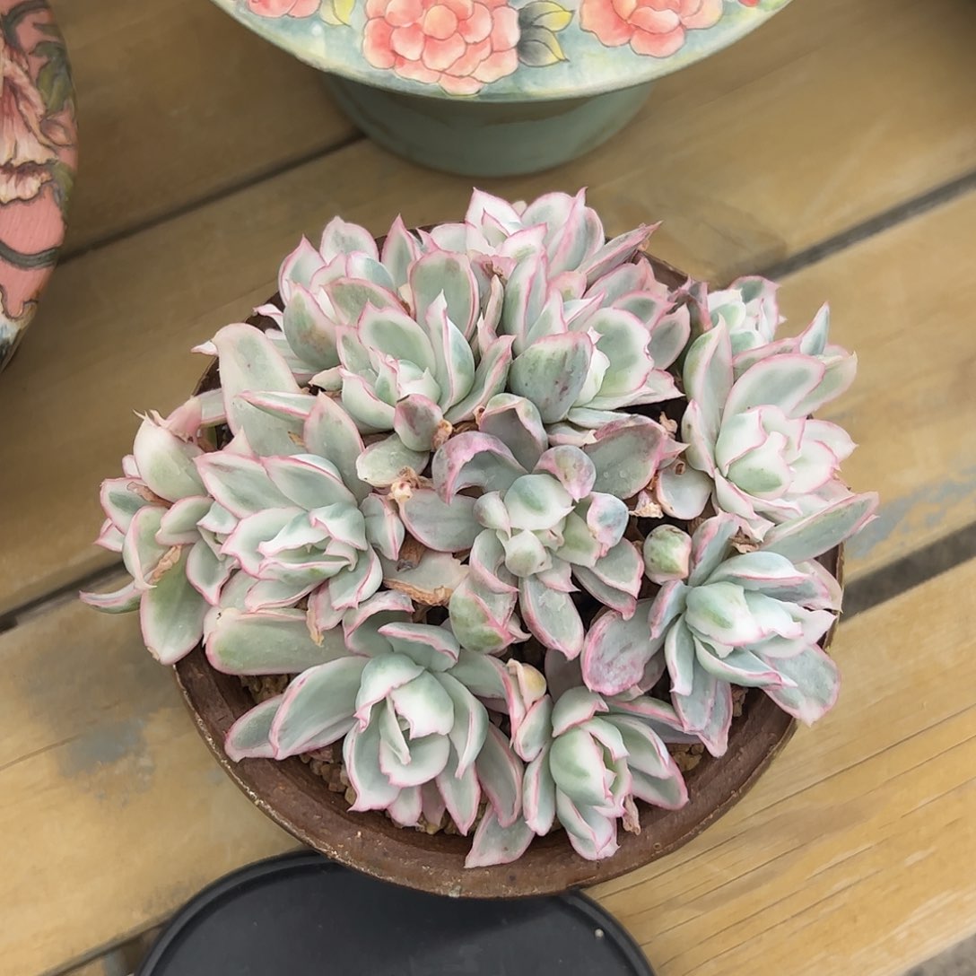 伯克利锦自然群zzzzzz