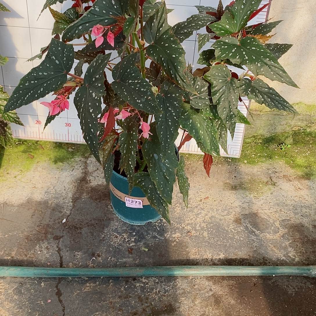 不开花植物一**会秋海棠273