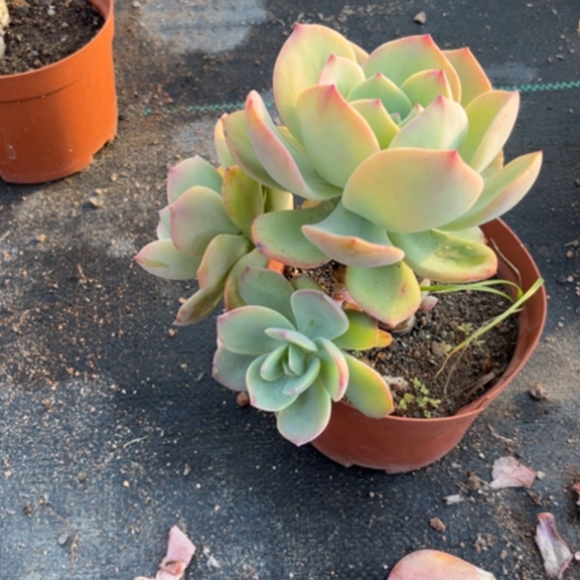 【闪购商品】牵***手白凤