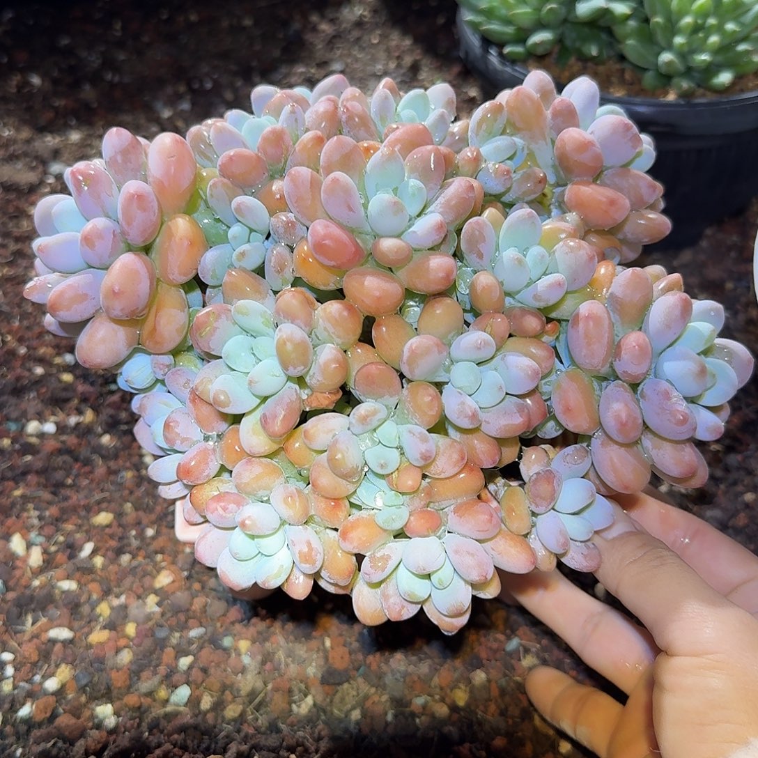 洛美人整无砍群生多肉