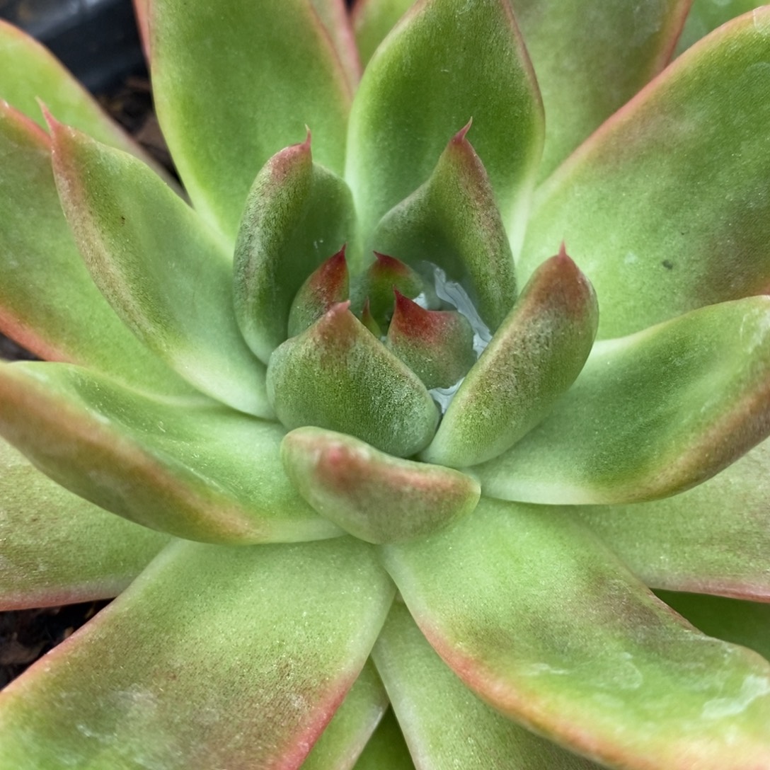 代***～无花朵东云系多肉植物