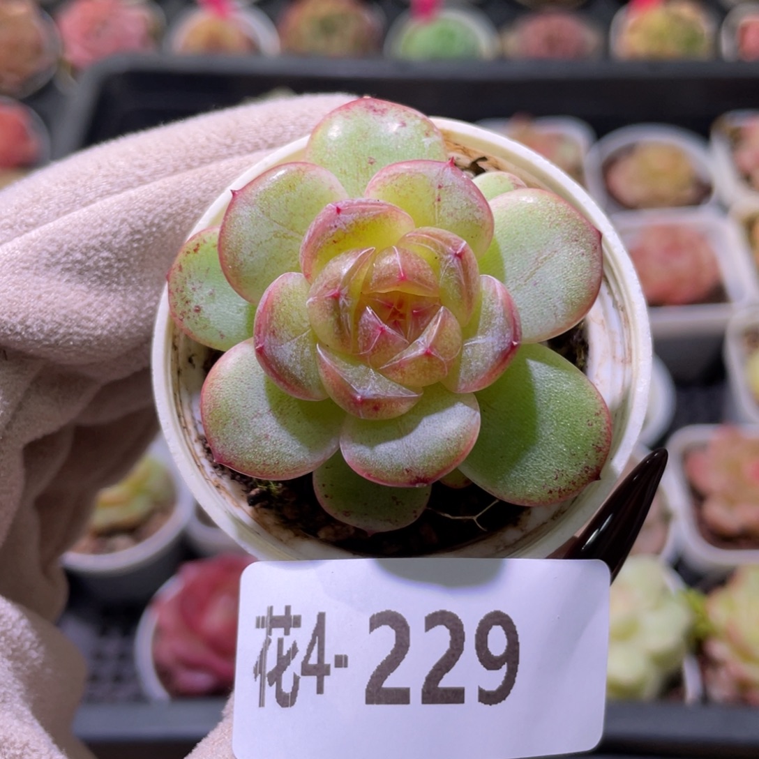 花利美4-229福利珍妮