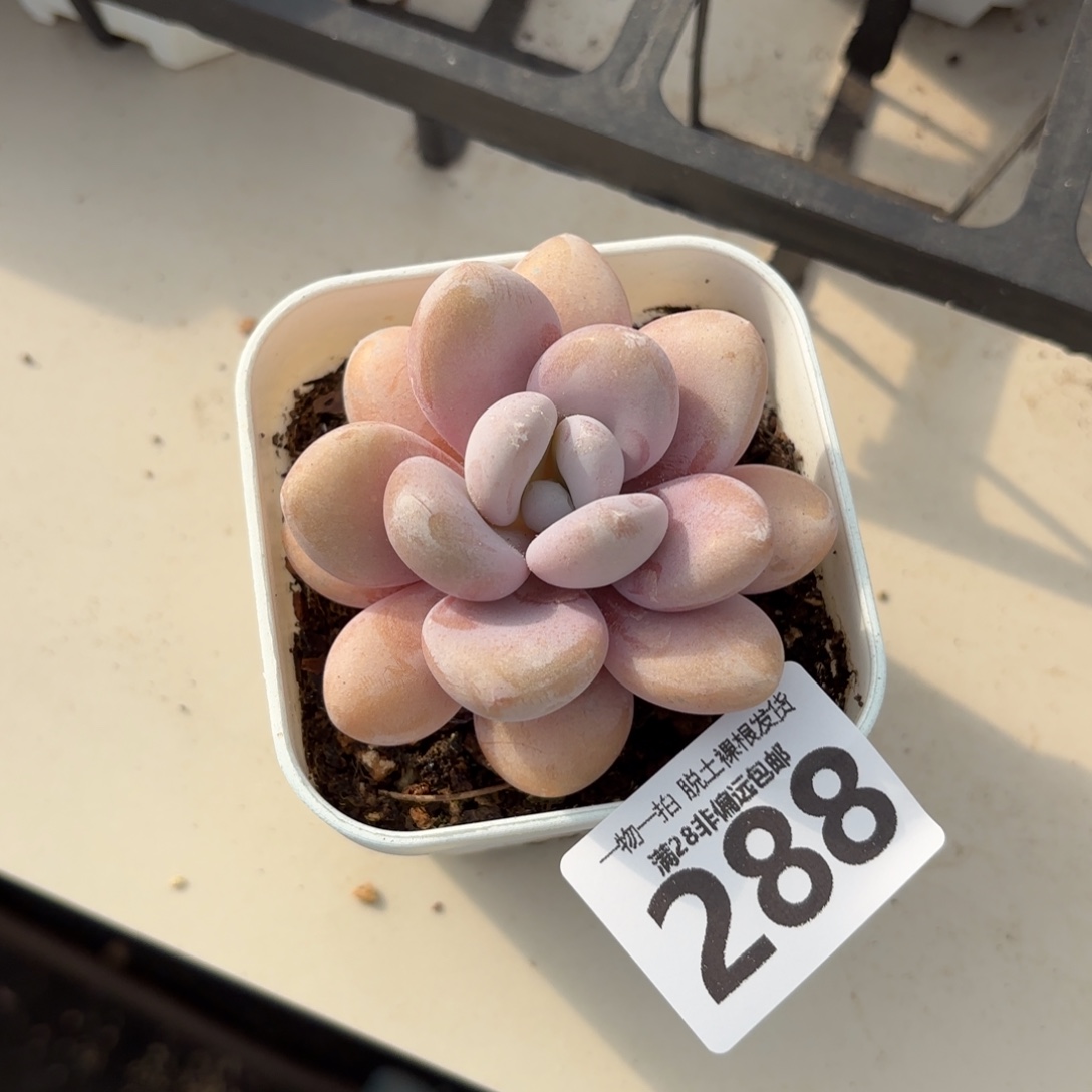 粉兔单头无盆土发货