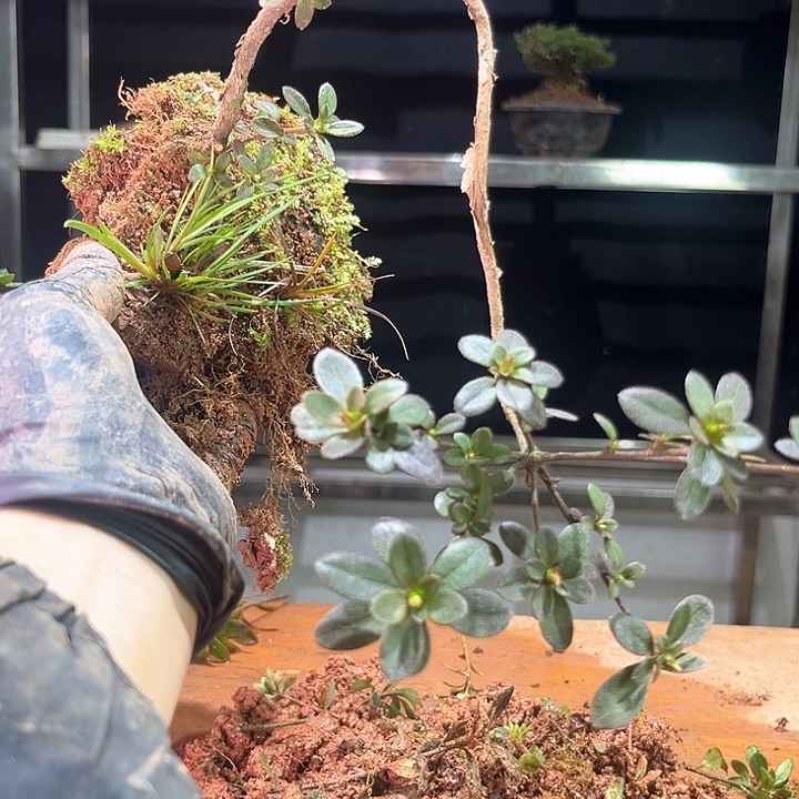 @*野我也好可爱的啊哈哈啊