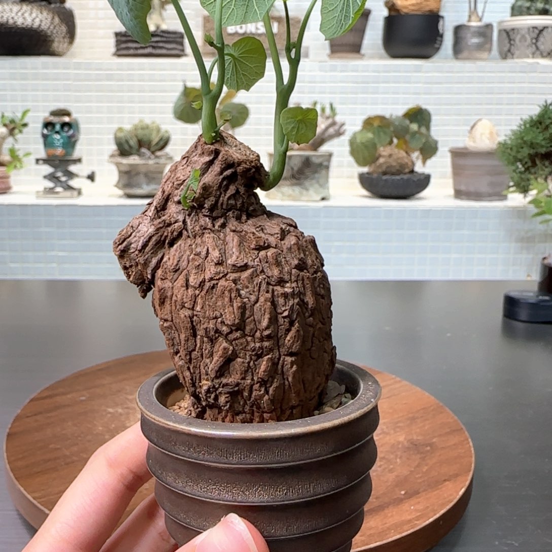 小龙甲龟一物一拍