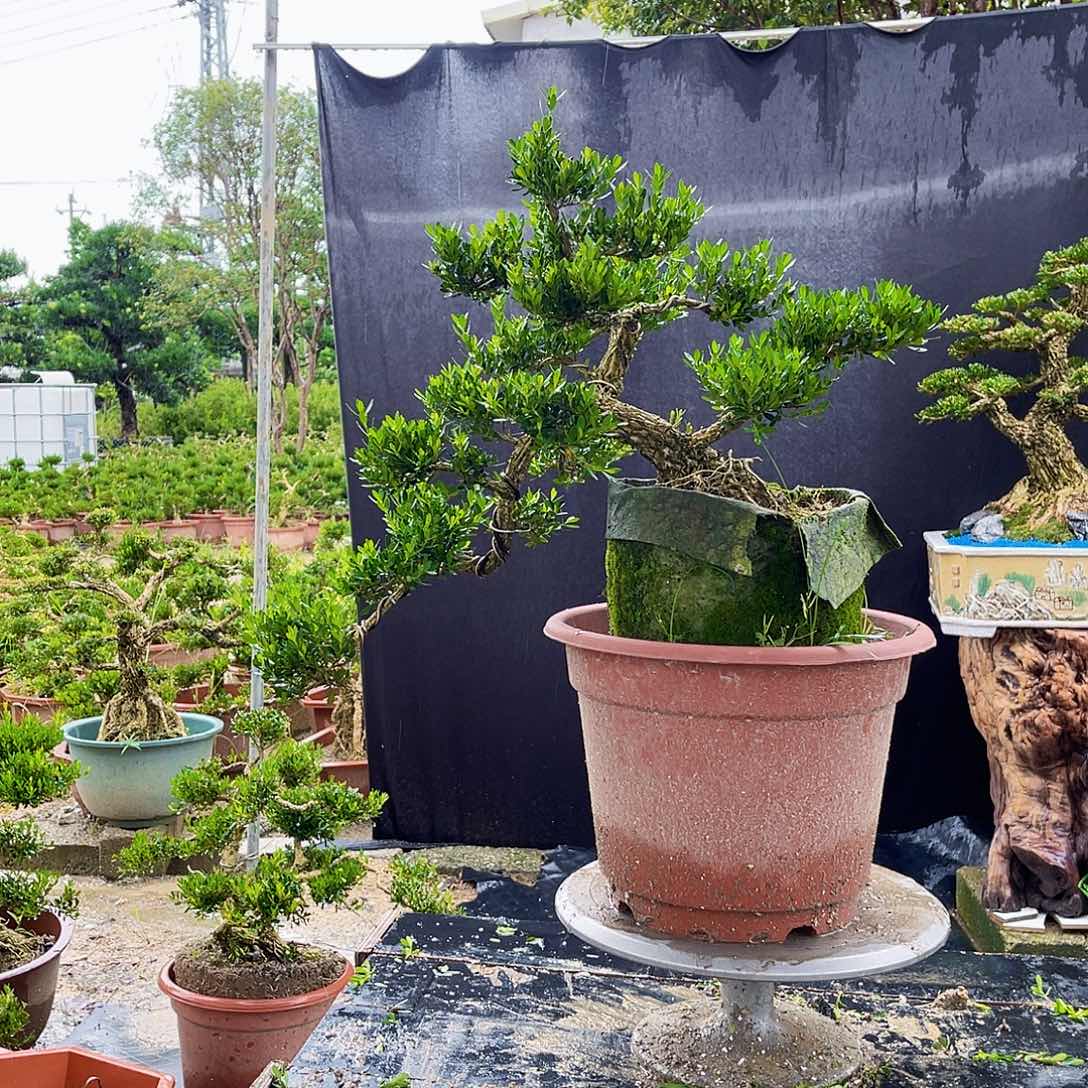 当前无花栽培后可以开花