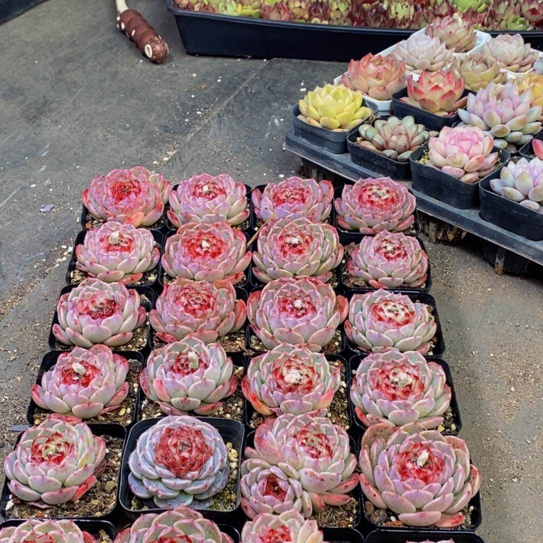 059多肉植物保护研究所所长助理