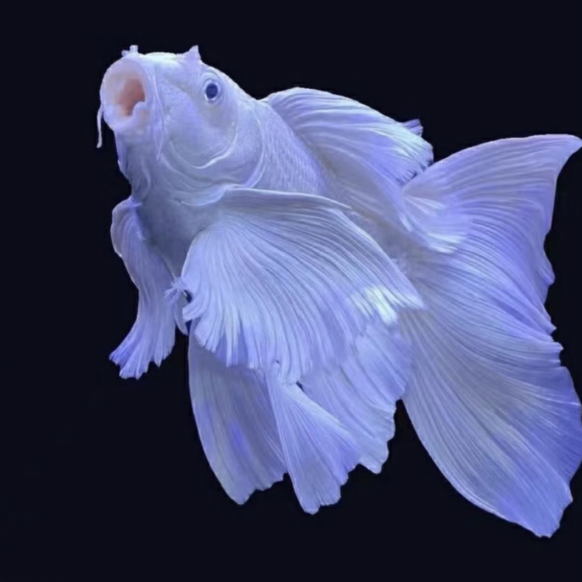 蝴蝶鲤观赏鱼短身大鳍长尾冷水鱼好养耐活一物一拍