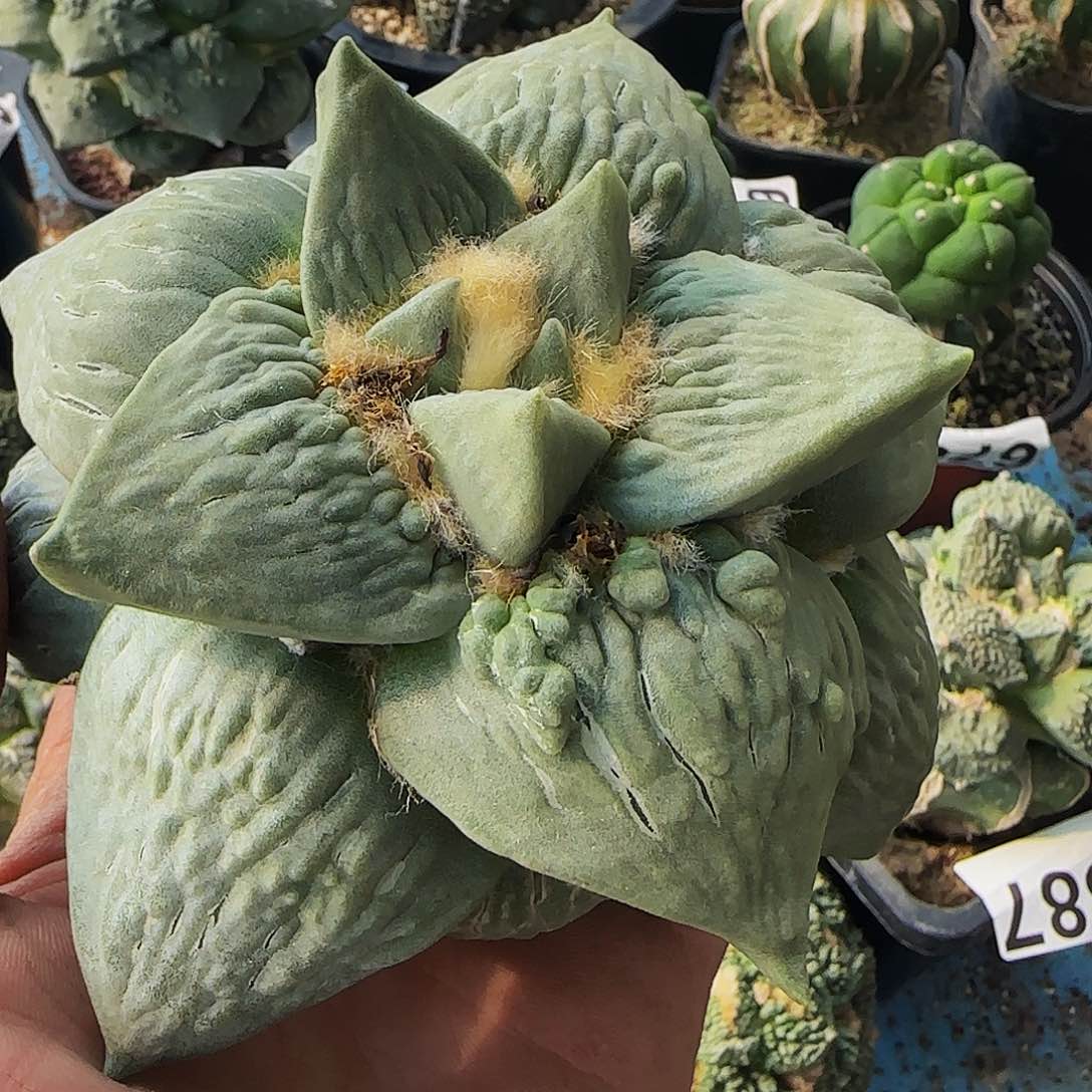 大型种怒涛420萝卜根