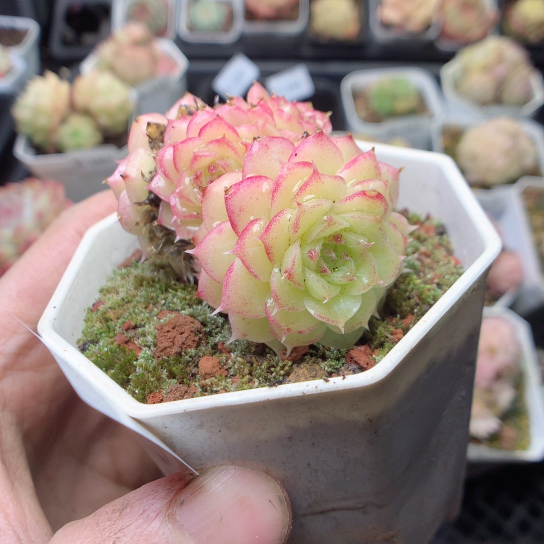 无花朵E200 yyyyyyy