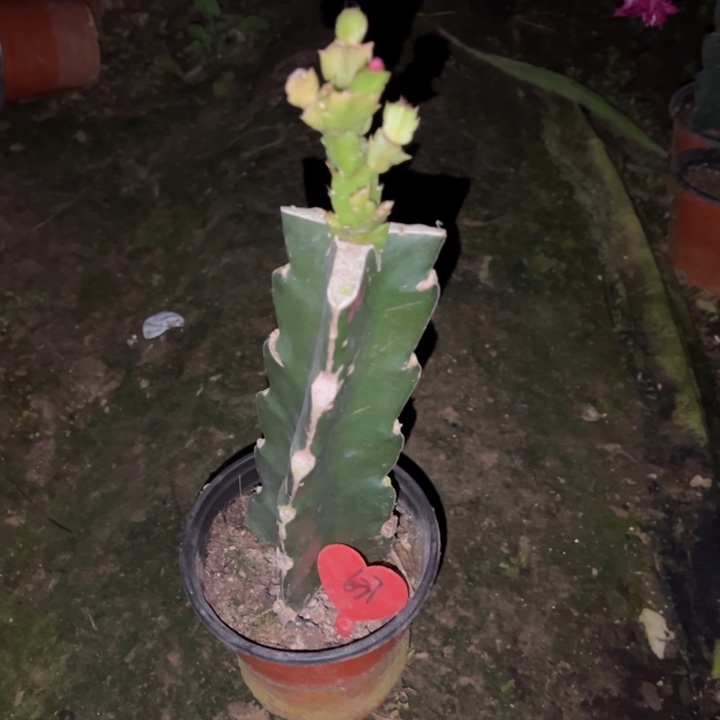 二***姐当前无花栽培后可以开花红羽毛637