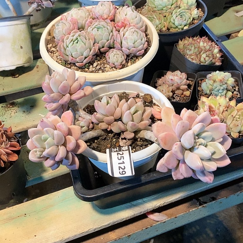 【闪购商品】花斑鹿25129