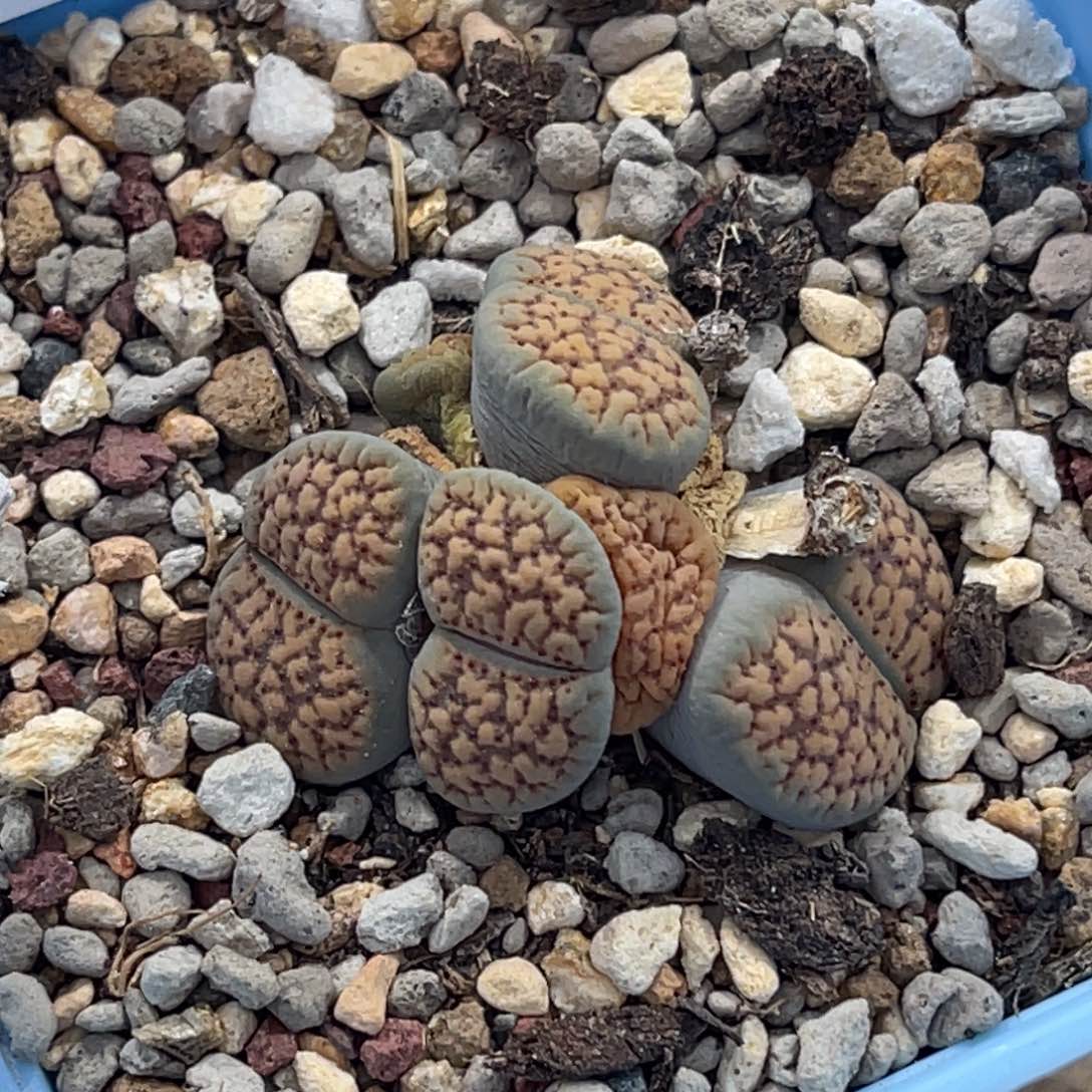 4094四头群生血点朝贡1