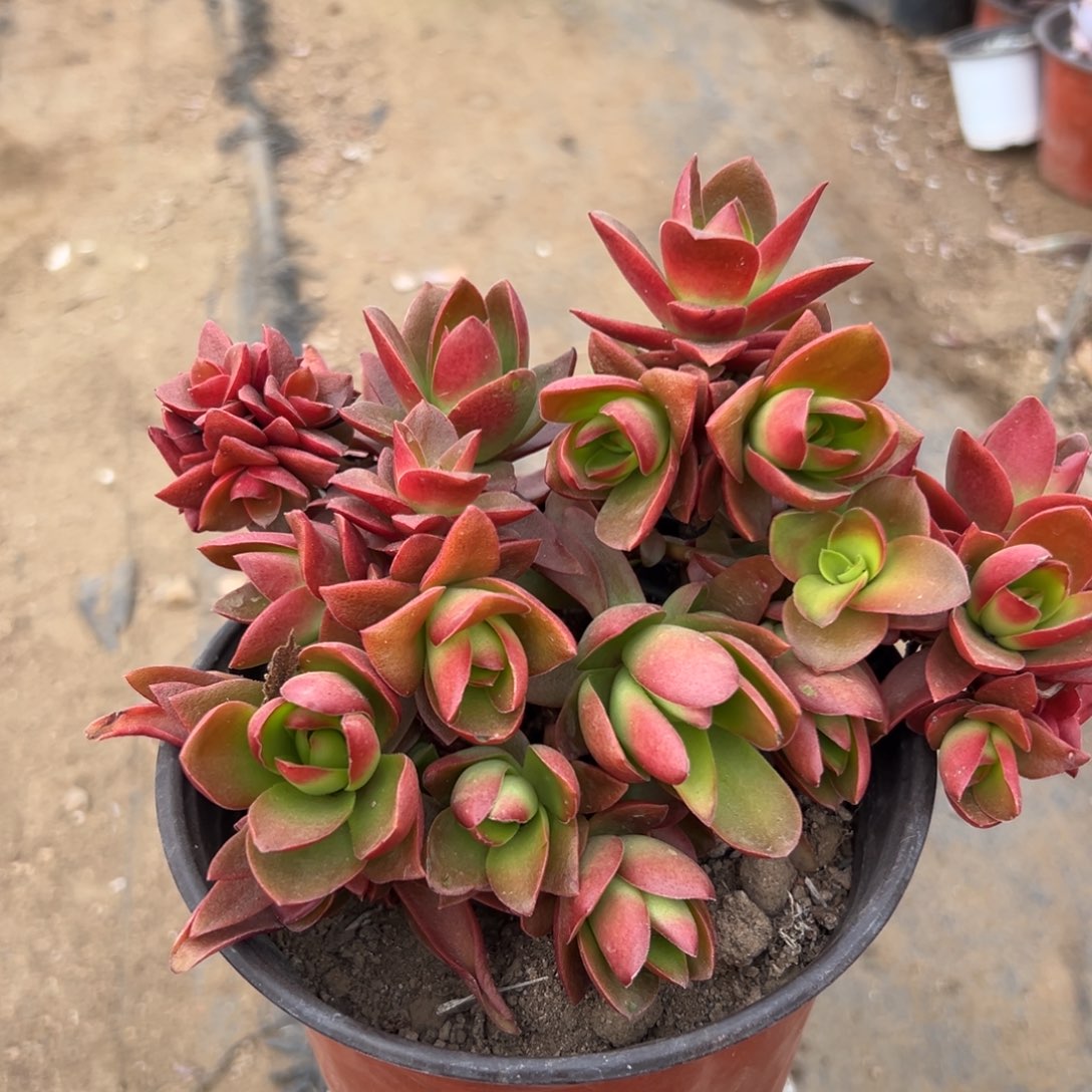 多肉植物火祭群生