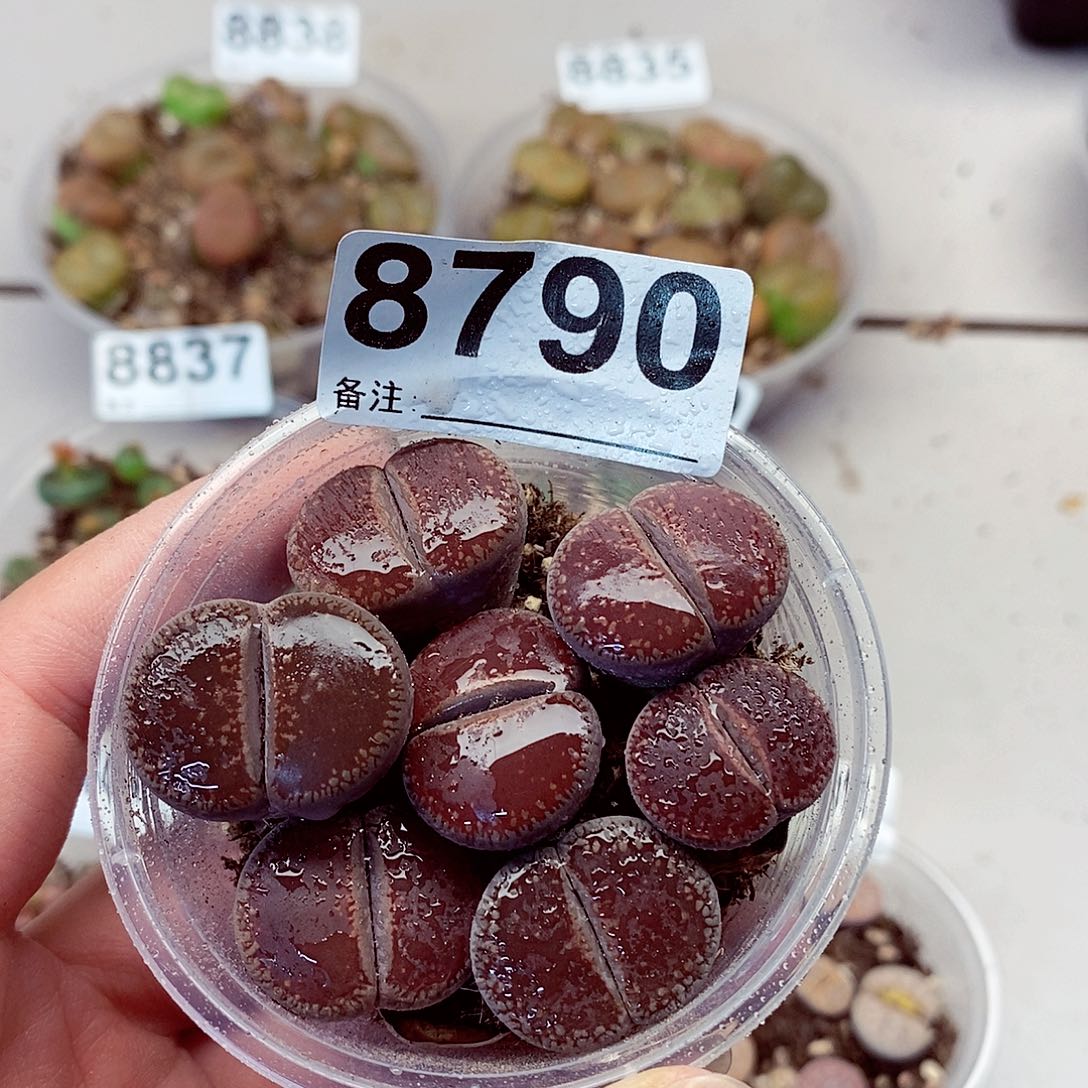 8790啦啦啦啦啦咯哦