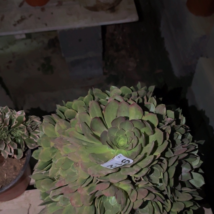 912孔雀翎多肉植物不售后