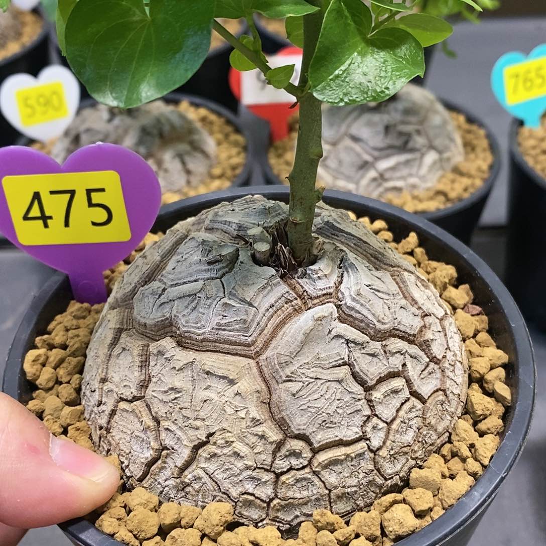 南非龟甲龙龟甲龙