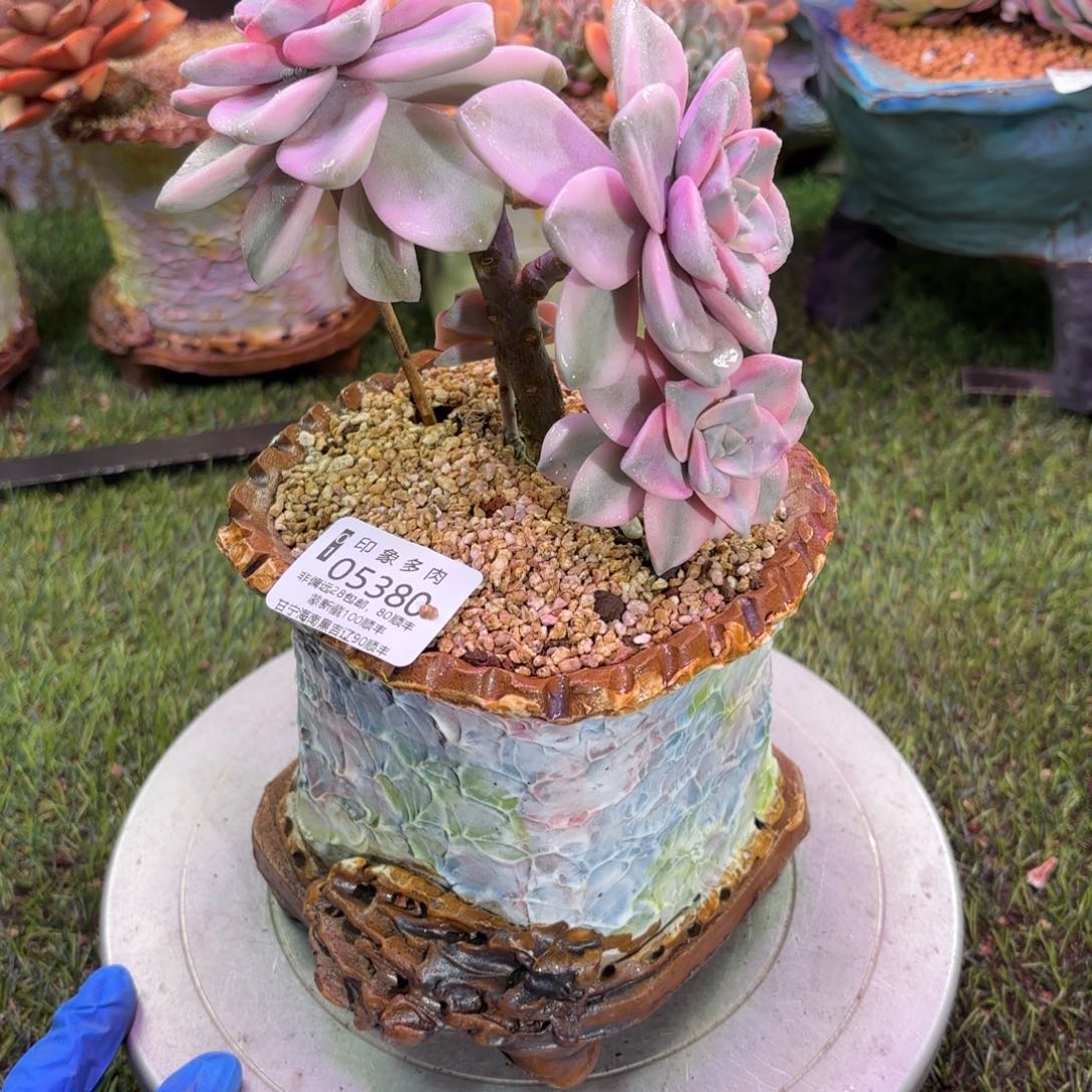 多肉植物05380gfgg