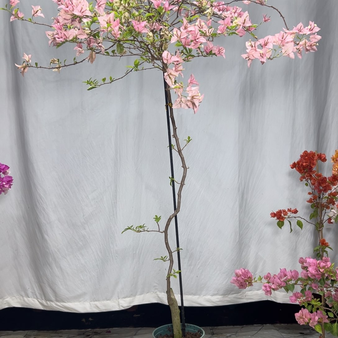 大量花朵（建议范围：8朵-15朵 或40%以上）小**?