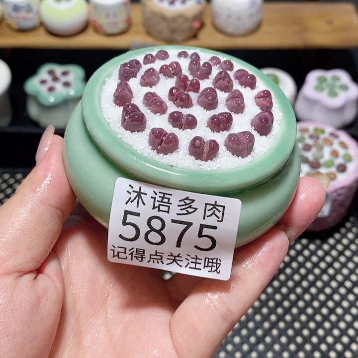 带盆土植物 一物一拍5875