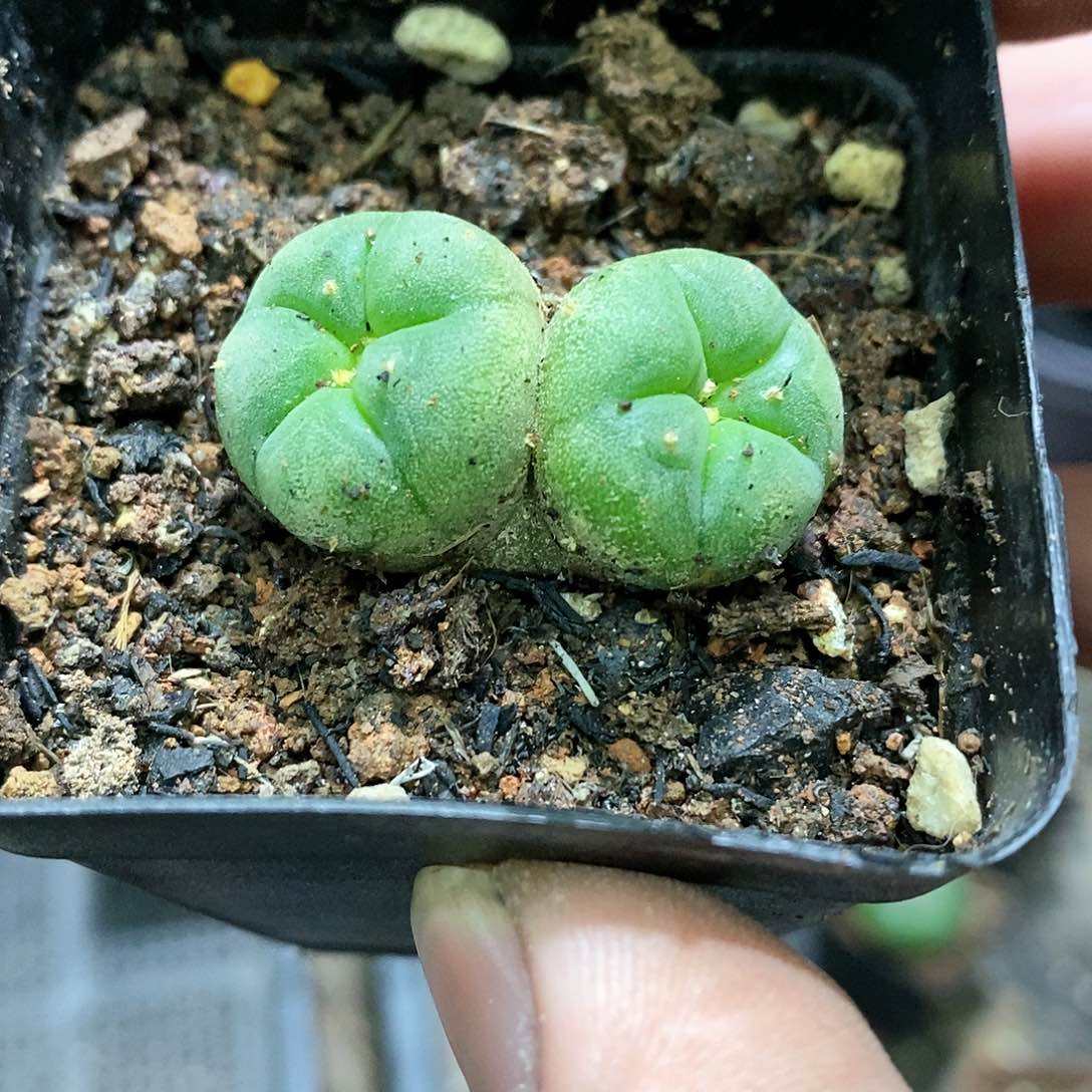 c***超孤品实生优选双头连体海鲜（绿）