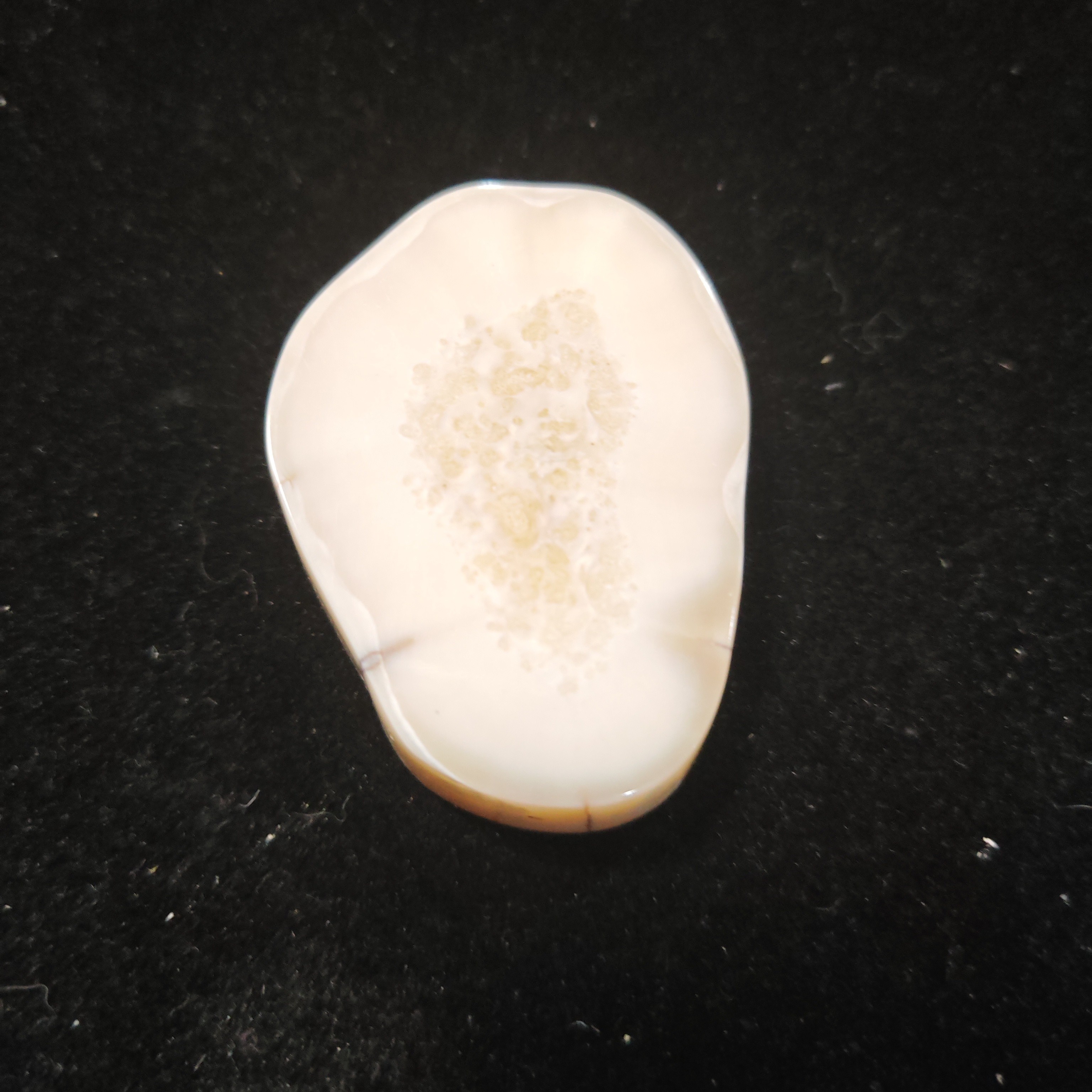 猛犸猛犸虬饼子WW598