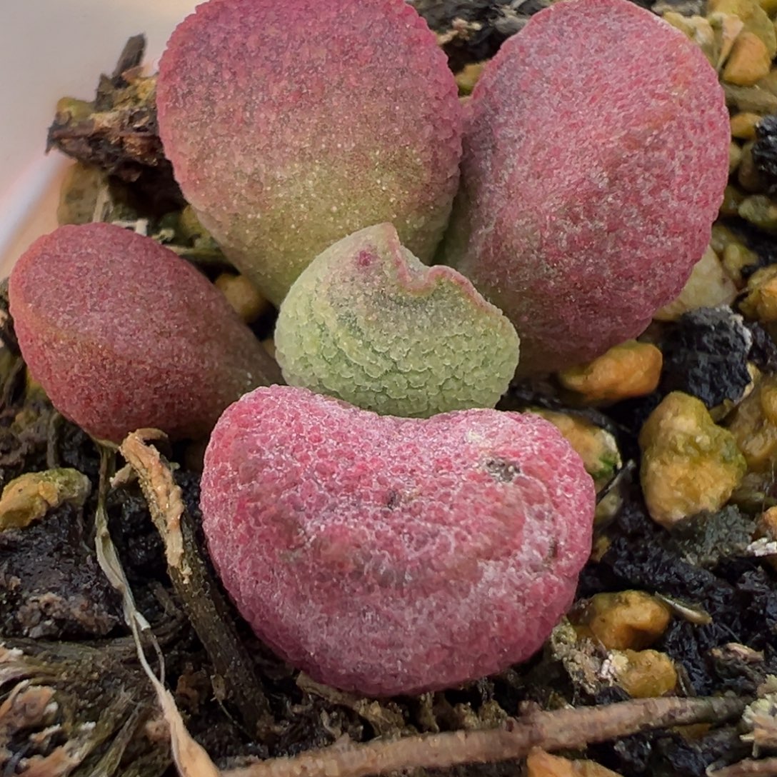 红烧肉多肉植物水泡多肉植物