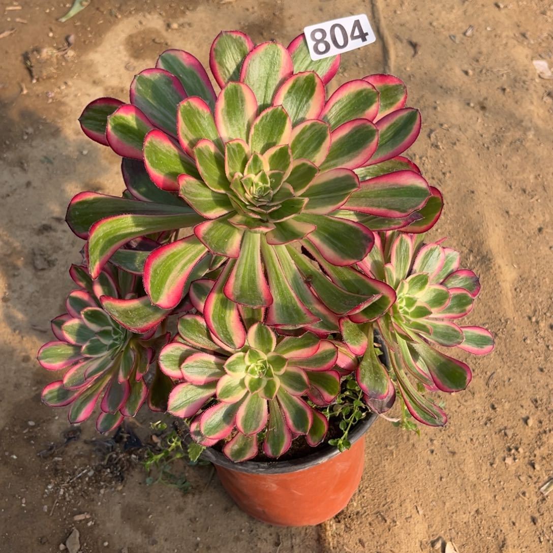 804丽娜法师多肉植物