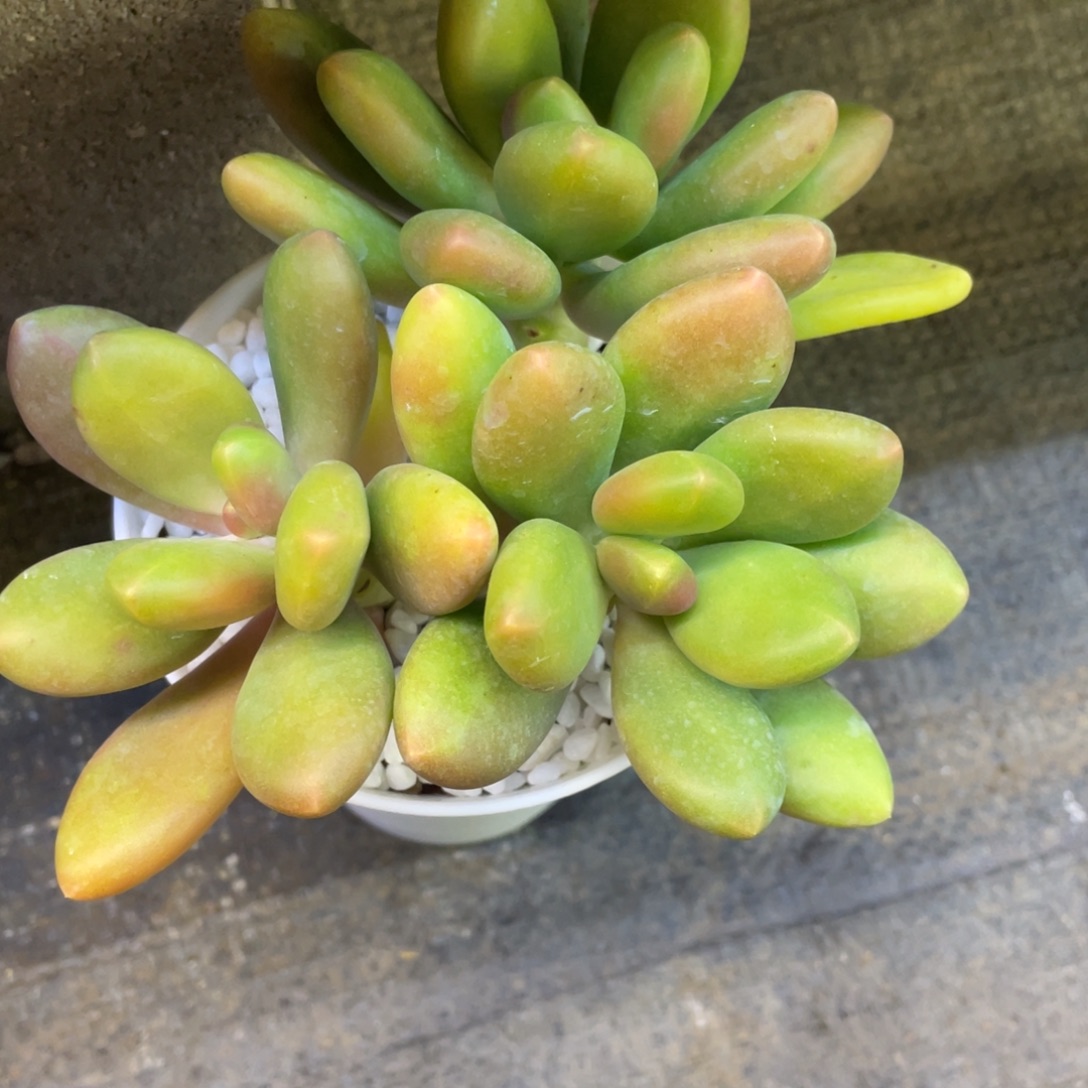 成***长多肉植物盆栽多肉