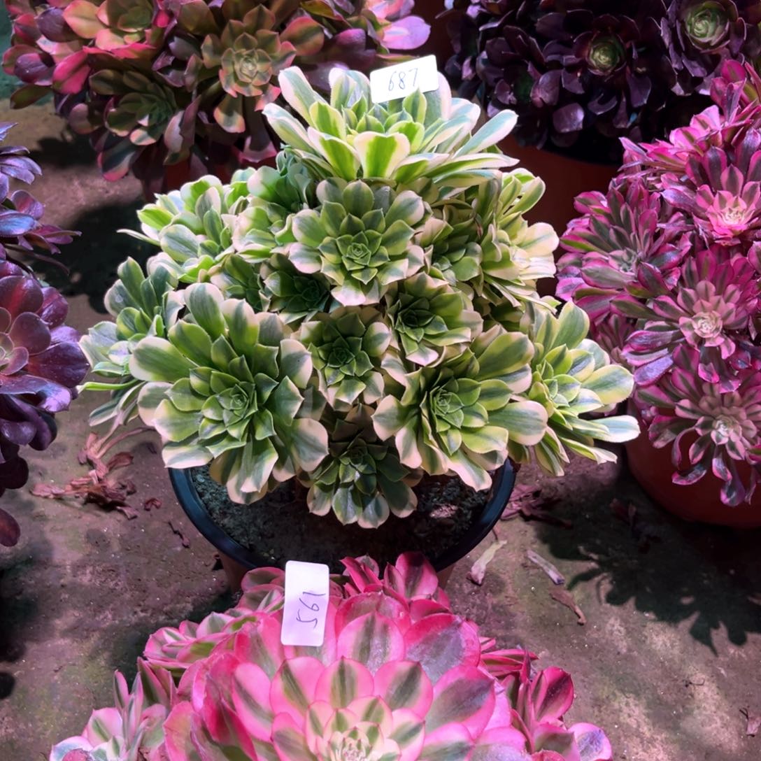 多肉植物金丝翡翠687