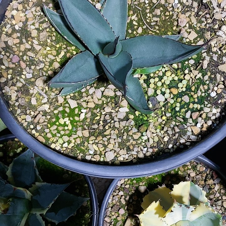 多肉植物龙蛇兰植物