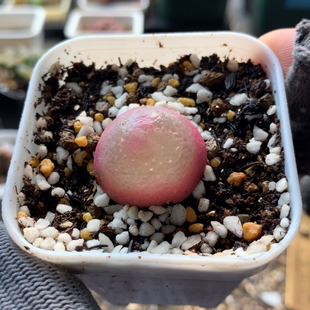 108灯泡母本一颗