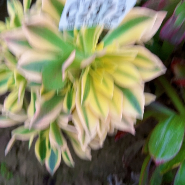 2372砍头枫叶多肉植物法师