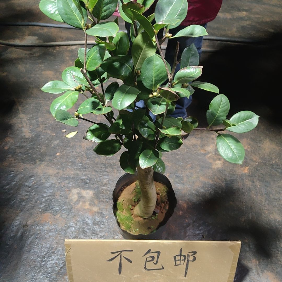 全部花苞恨天高不包邮