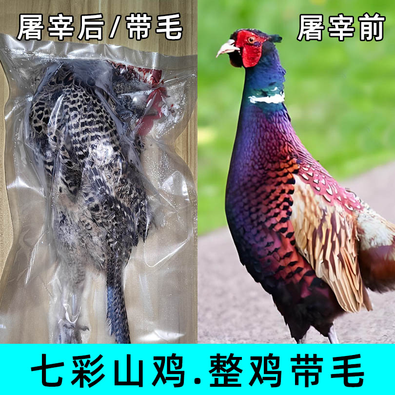 【七彩山鸡-带毛发货】七彩山鸡整鸡现宰现发冷冻发货顺丰京东包邮