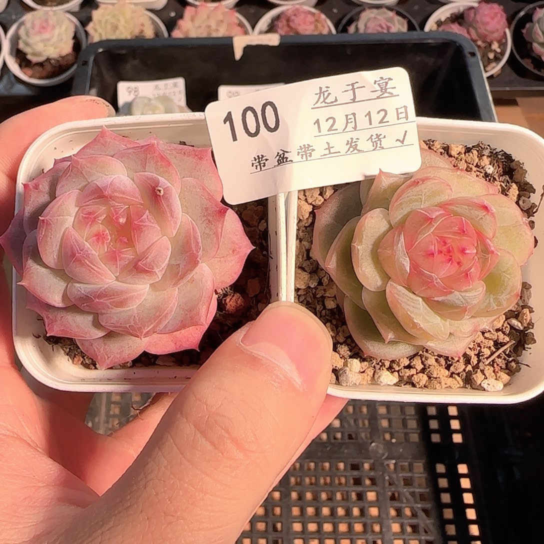 ****儿多肉1212-100福利福利