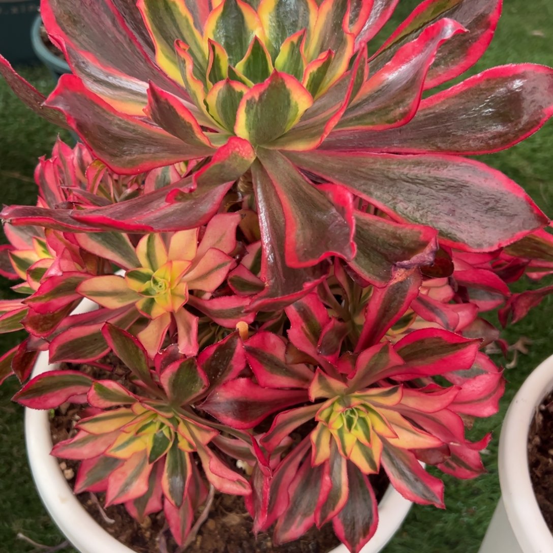 348，媚影多肉植物法师