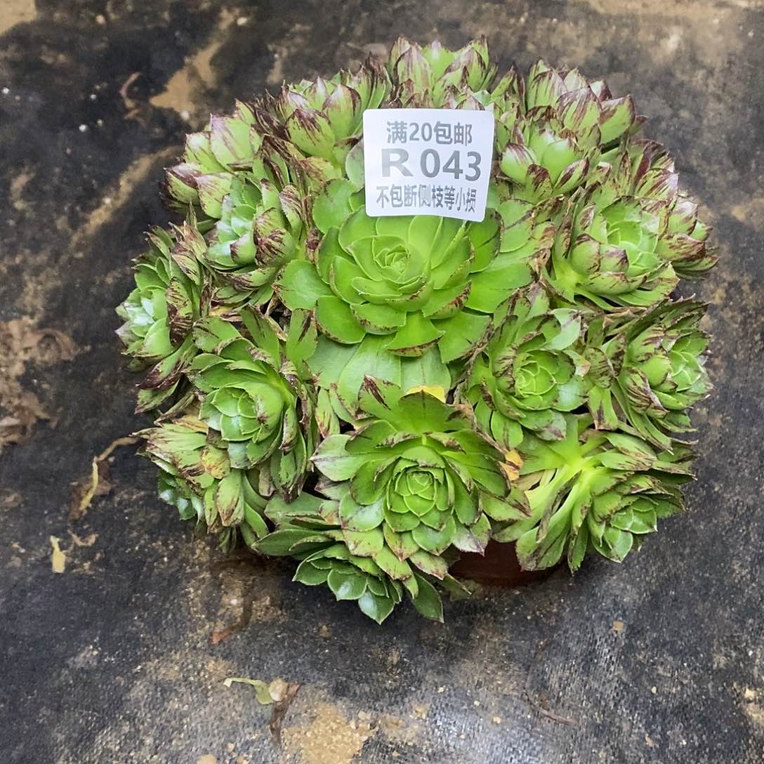 景*群043绿魔多肉法师锦