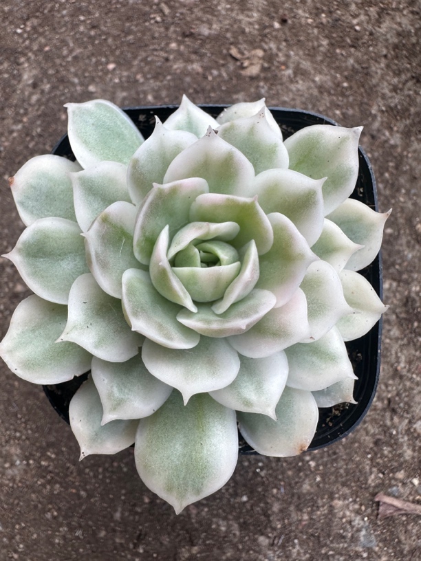 多肉植物昻斯诺锦