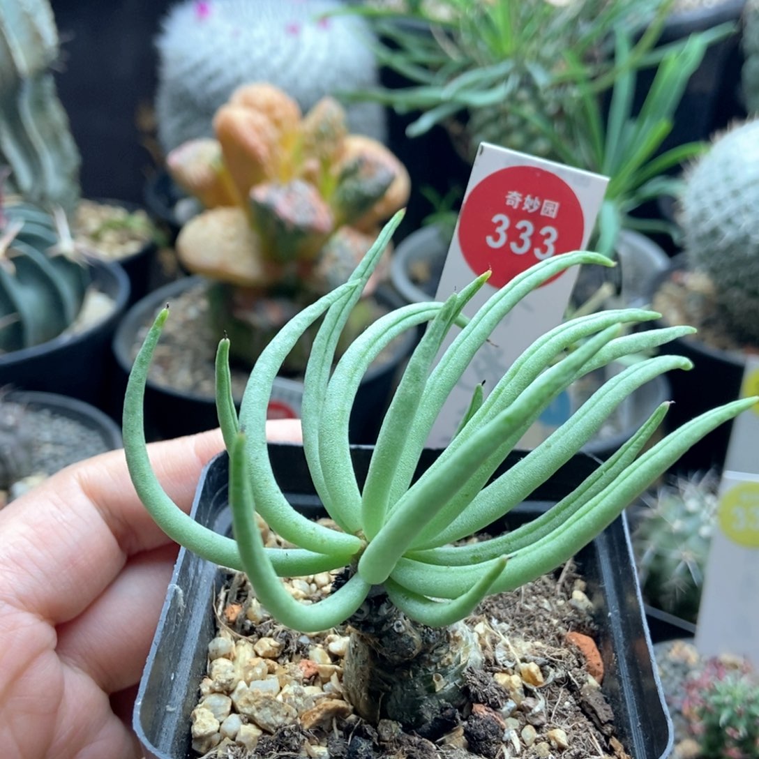 白象块根一棵仙人球