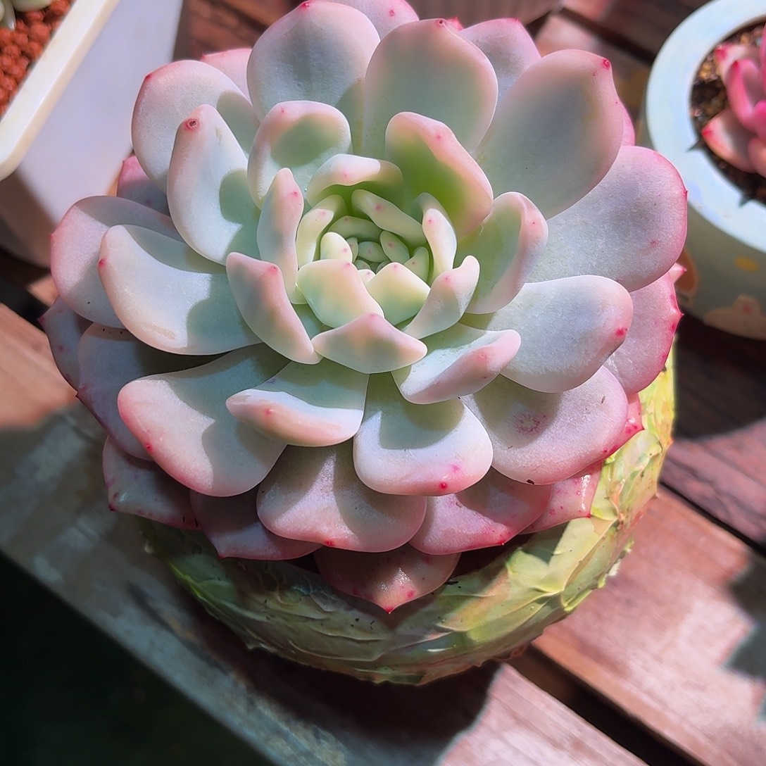 星影锦多肉多肉多肉