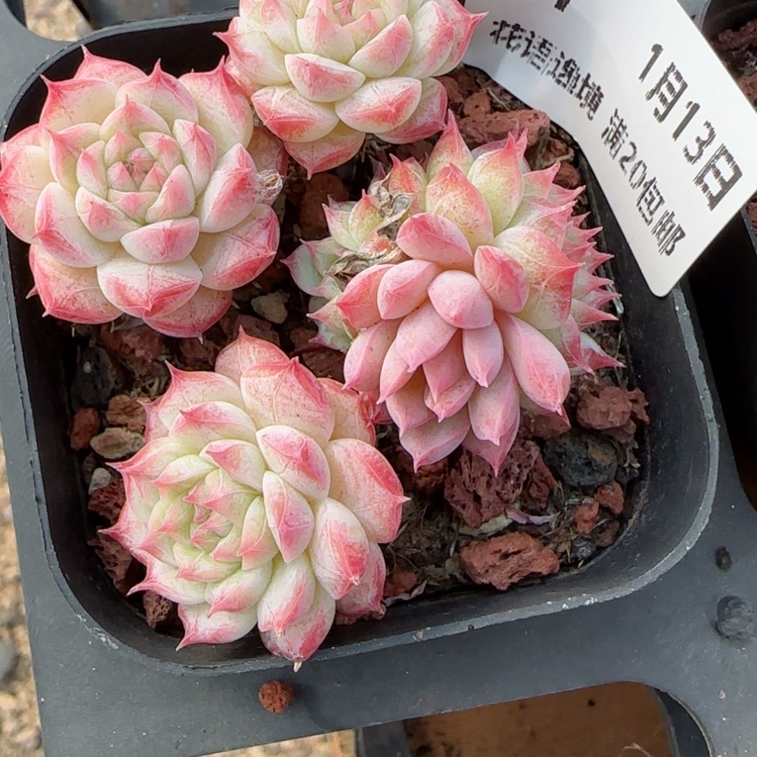 花语逸境0113-87暗纹糖心