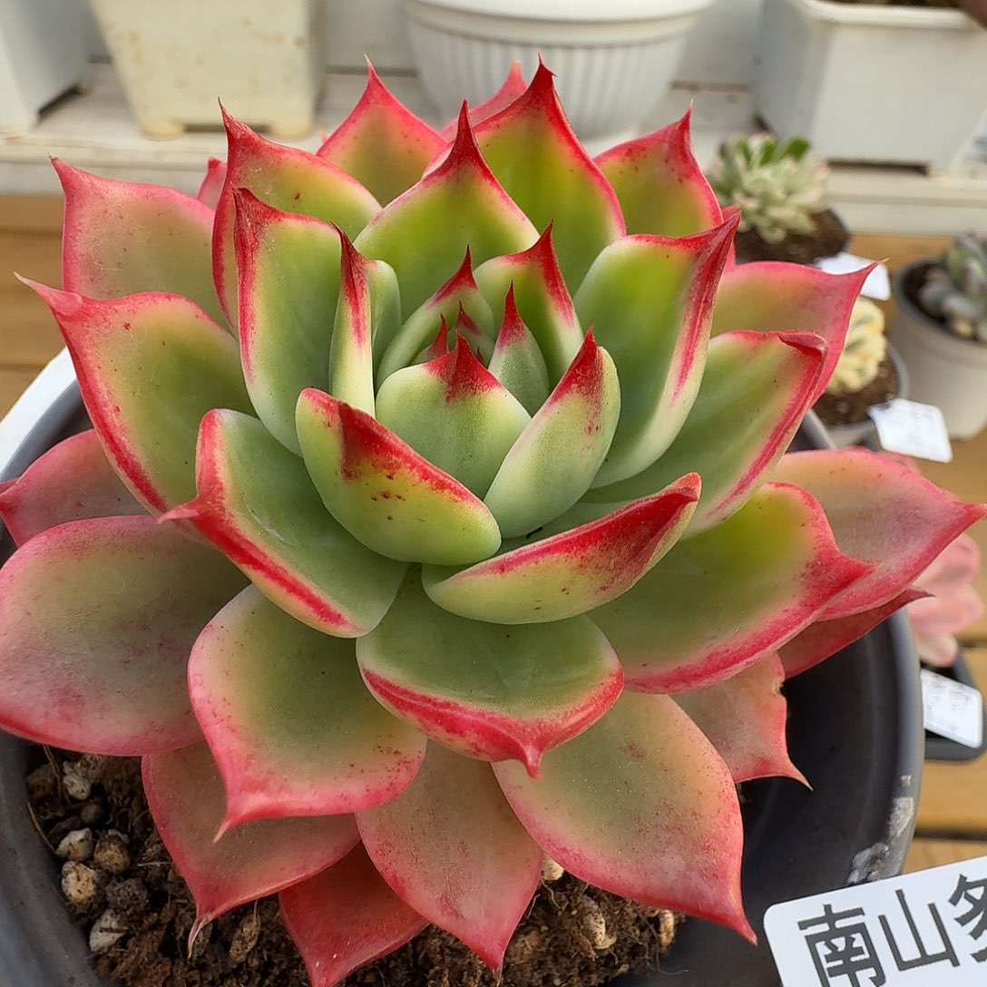 桃花锦1111231-25