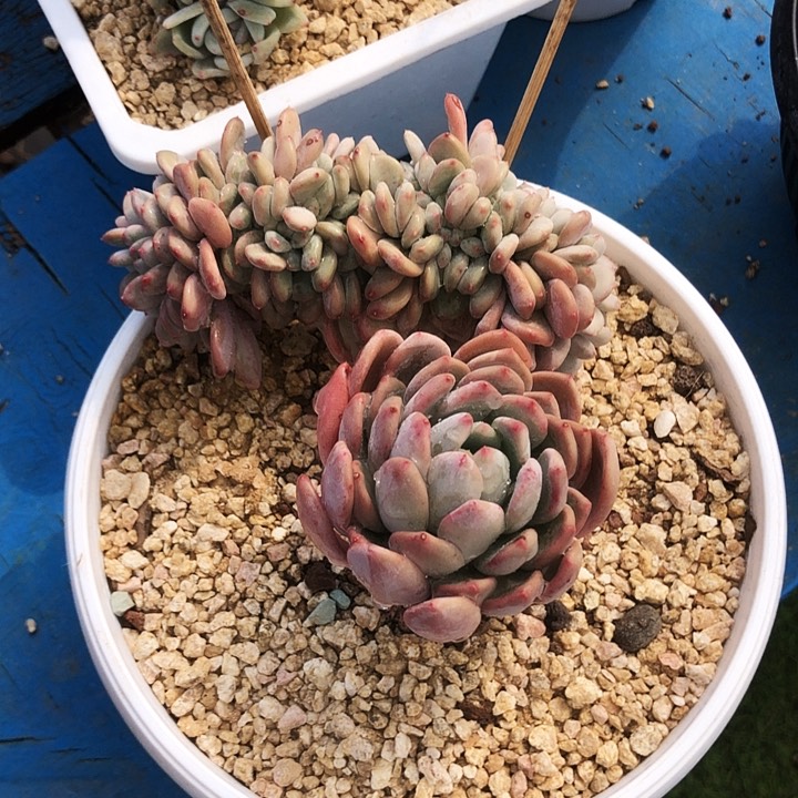 你*玛瑙缀化多肉植物