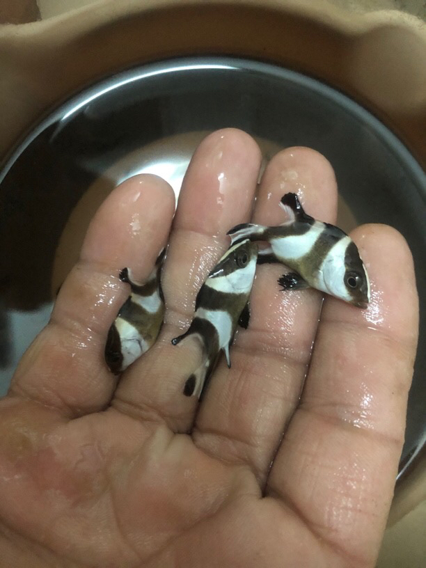 笛鲷鱼皮实好养活水缸可养吃食海水群游观赏鱼