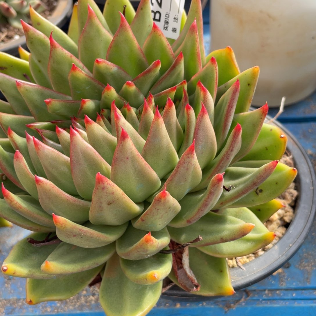 三***)无花朵若茹东云单拍B294