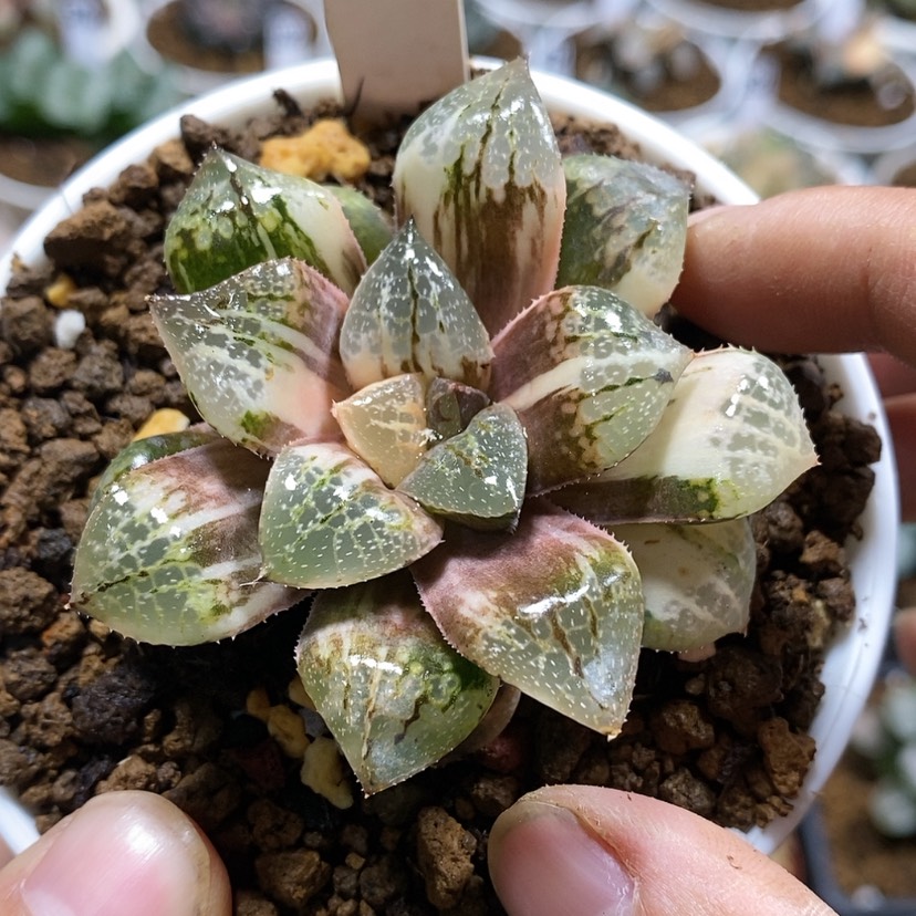 【闪购商品】156实生黑康平