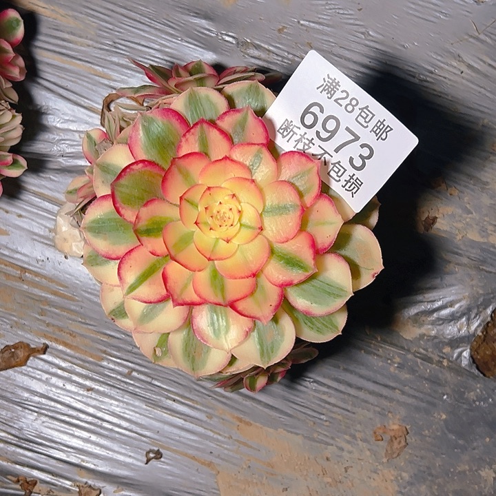 6973倾城多肉植物